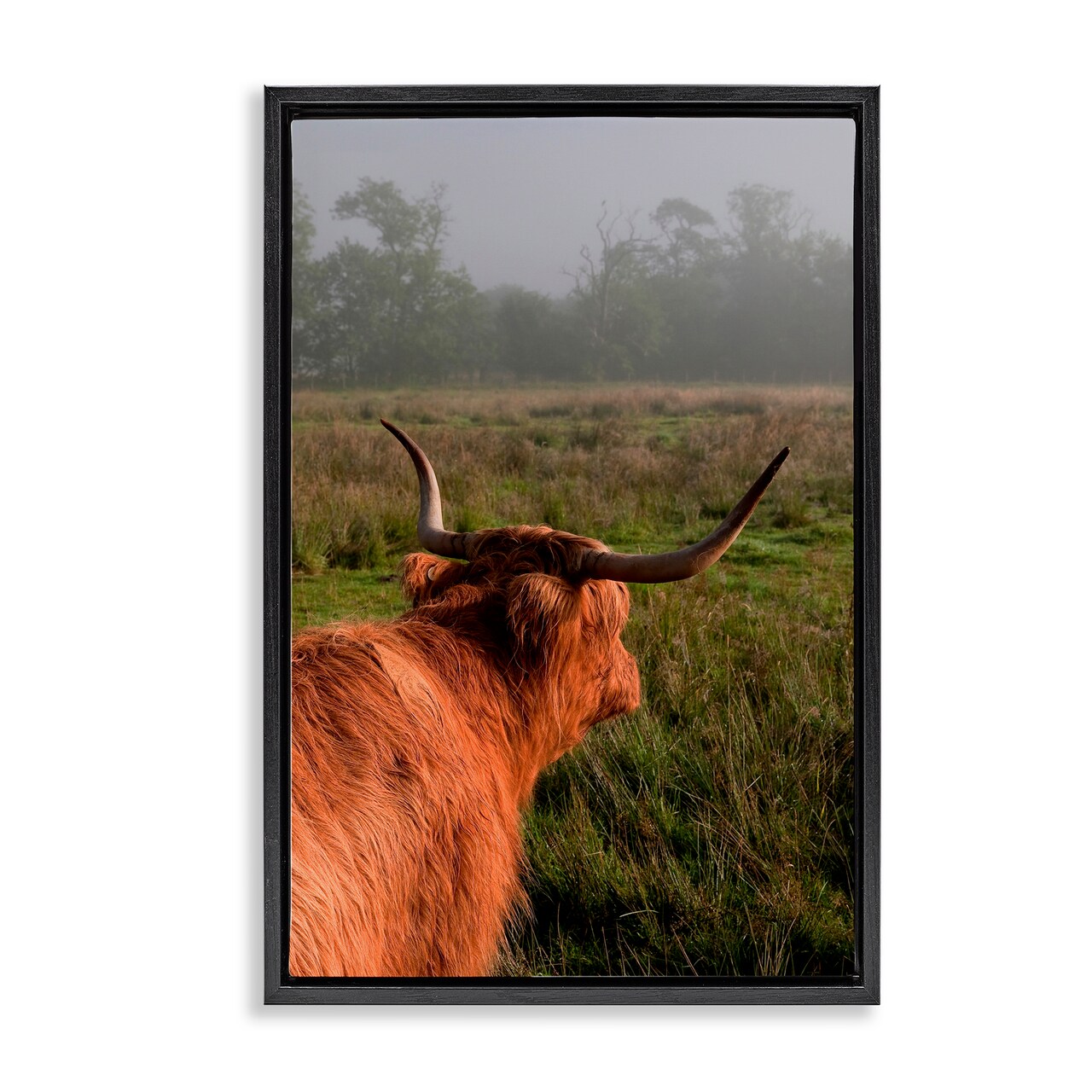 Stupell Industries Highland Cow Gazing Out Floating Frame, design by Jenny Rainbow Fine Art